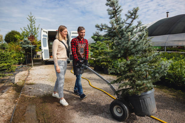 The Steps Involved in Our Tree Care Process in Pine Level, AL